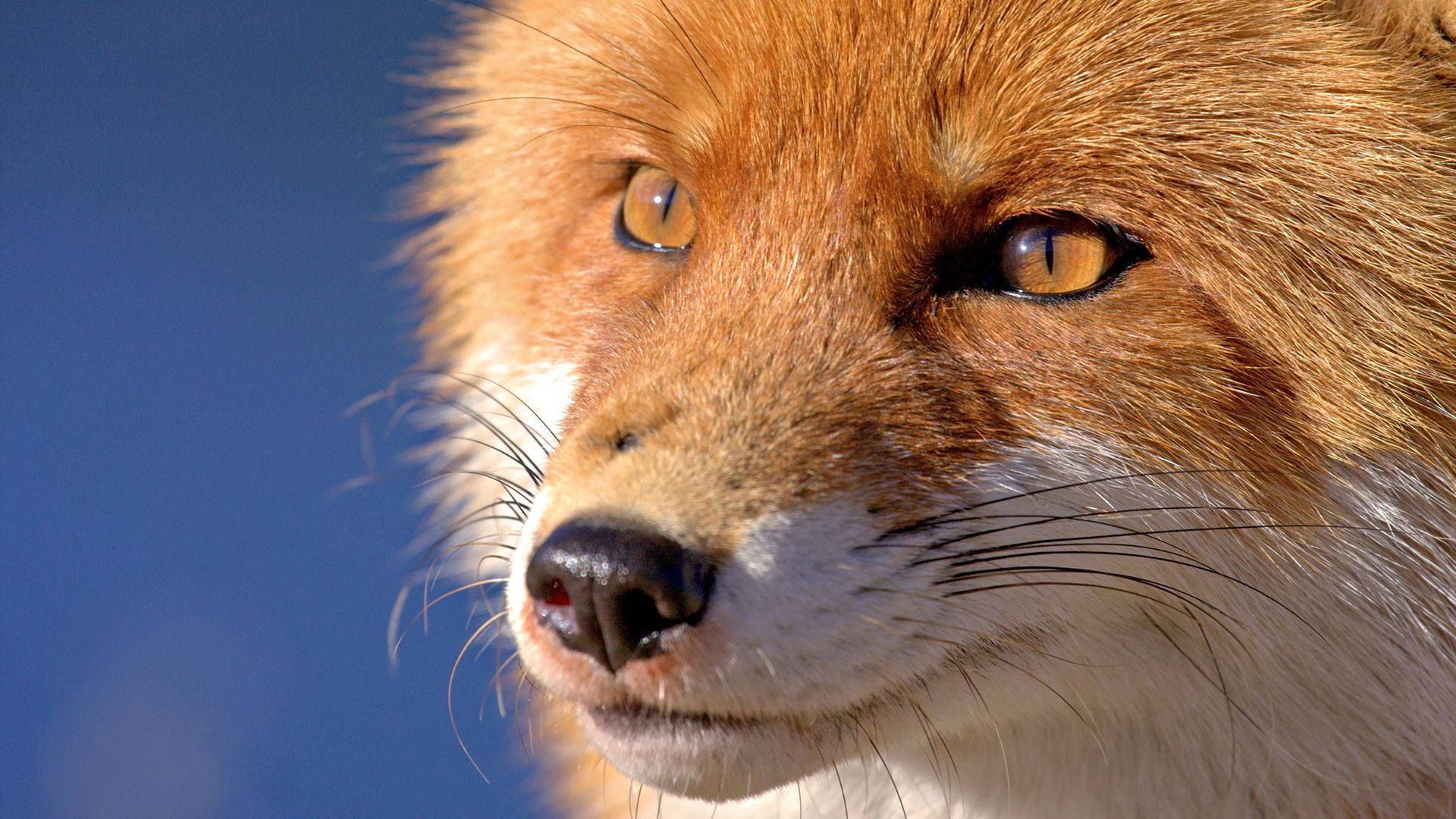 Fox- ի դեմքը