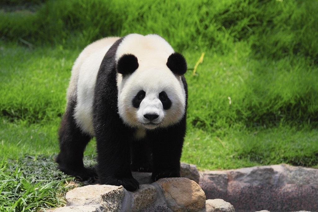 Didelis panda