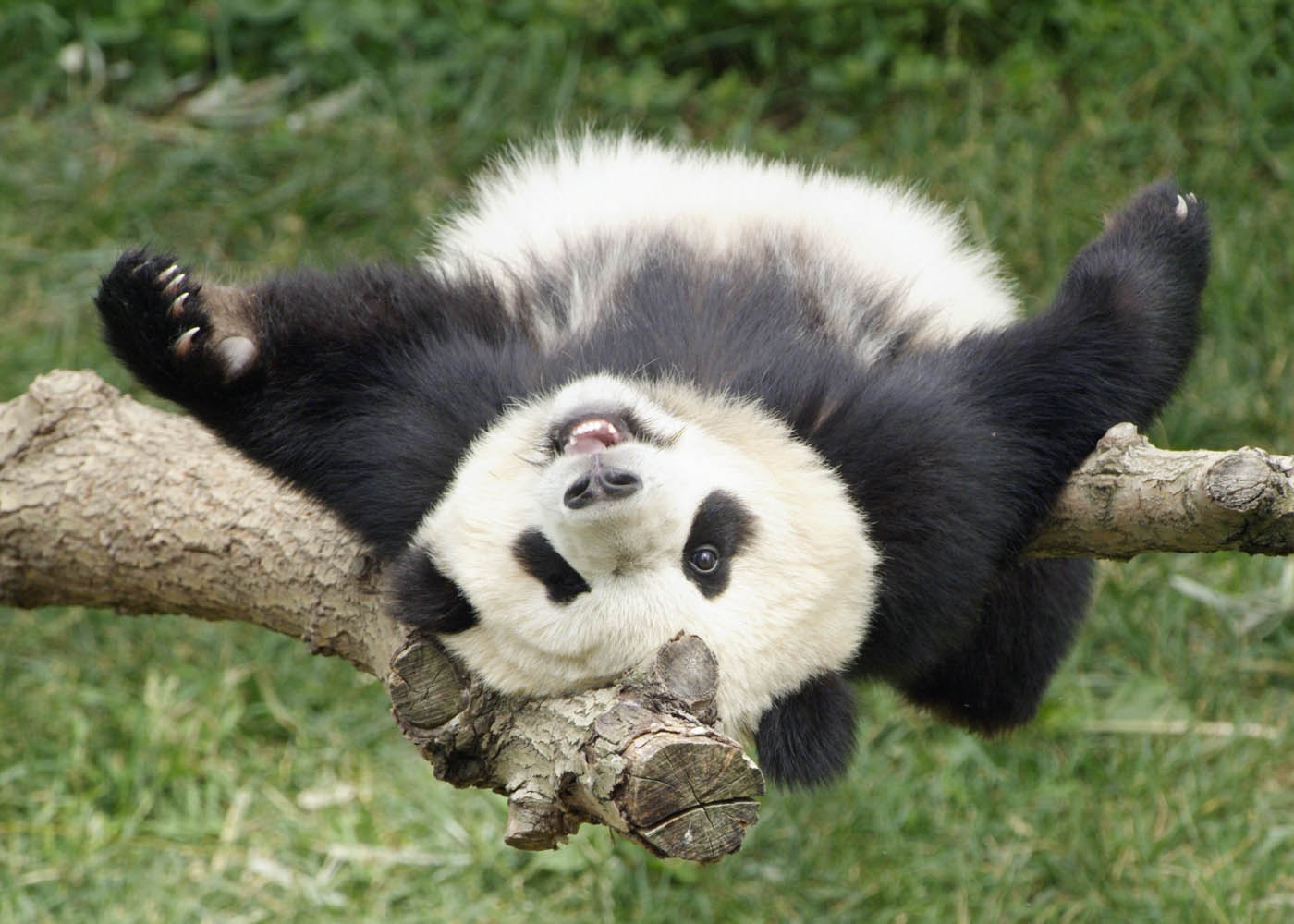 Böyük panda bir ağacın üzərində dayanır