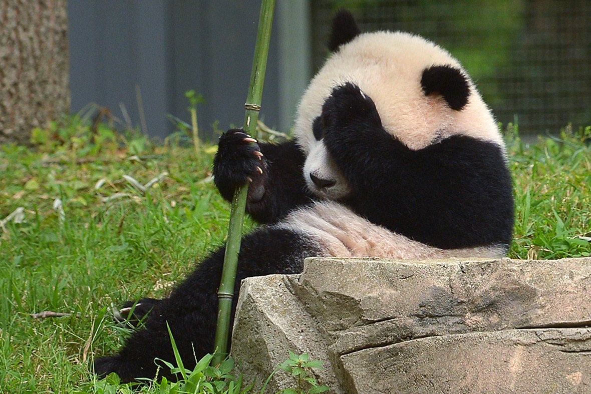 पांडा फोटो