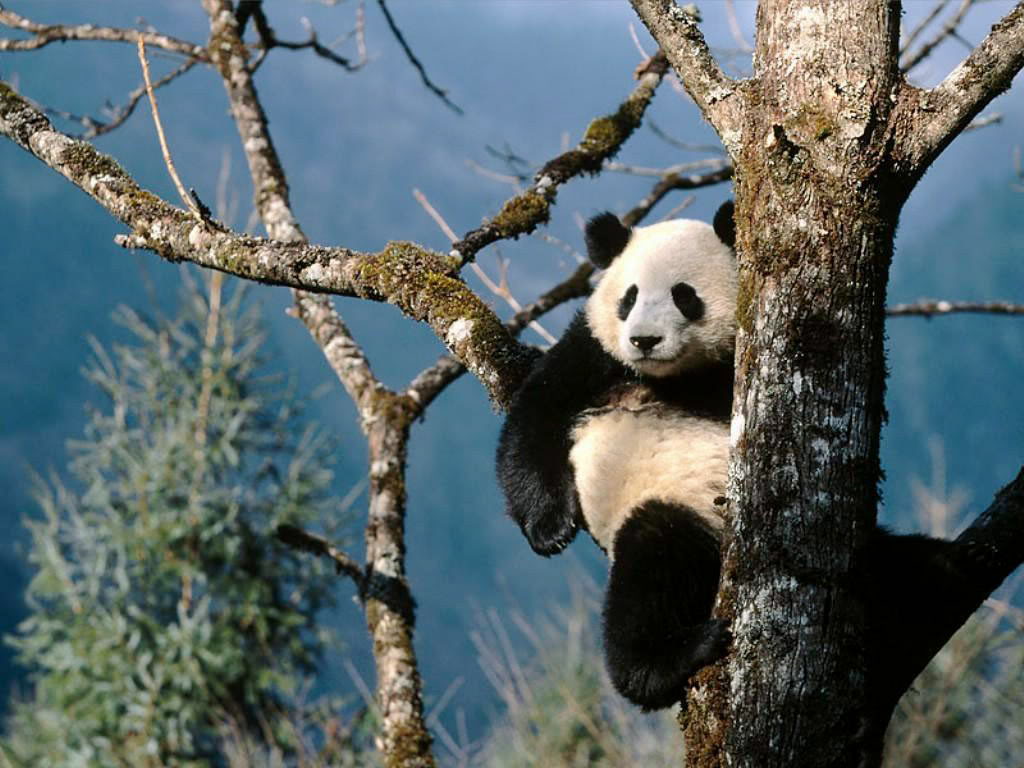 पांडा फोटोहरू