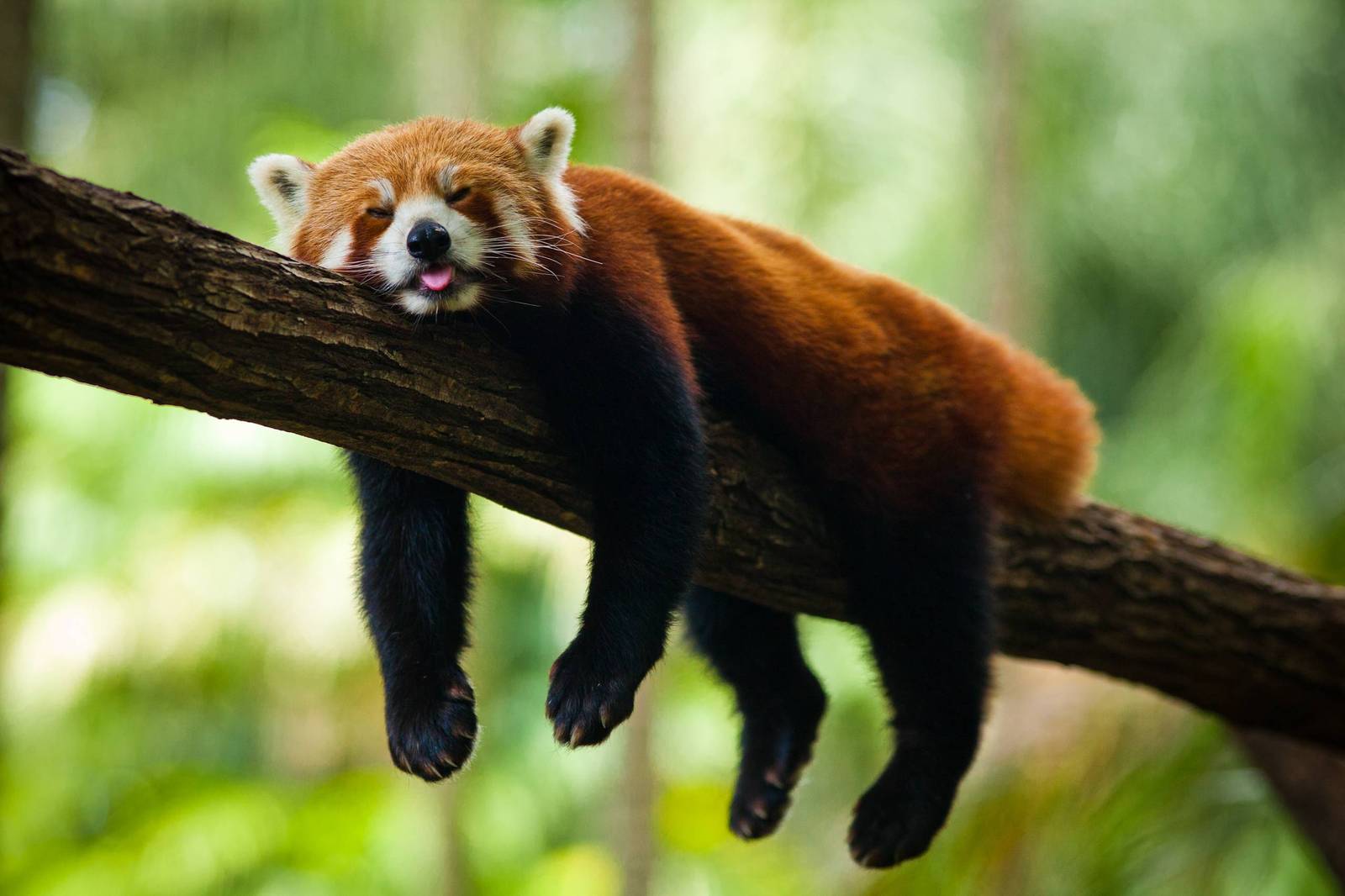 Panda e Kuqe duke fjetur në një pemë