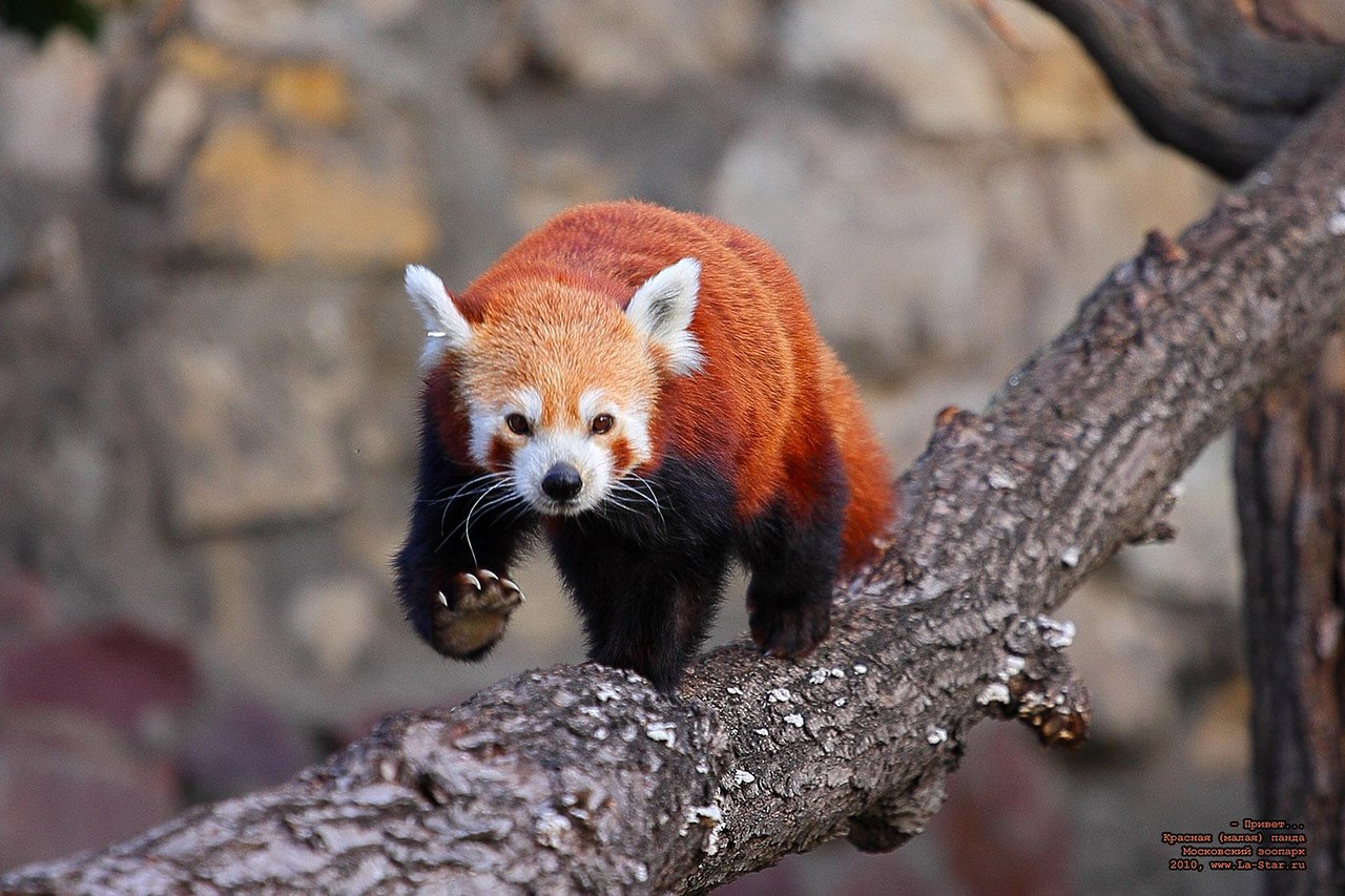 Panda e kuqe