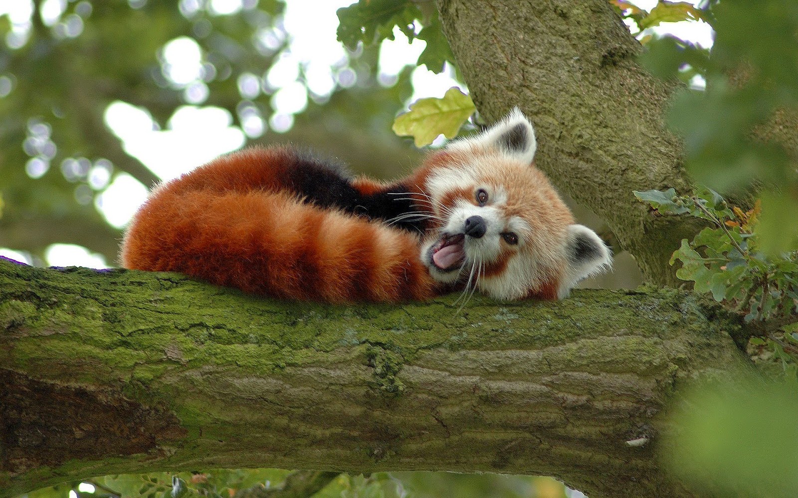 Red panda yawns pushimi në një degë
