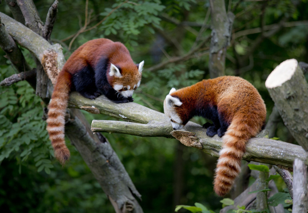 Due panda rossi su un ramo