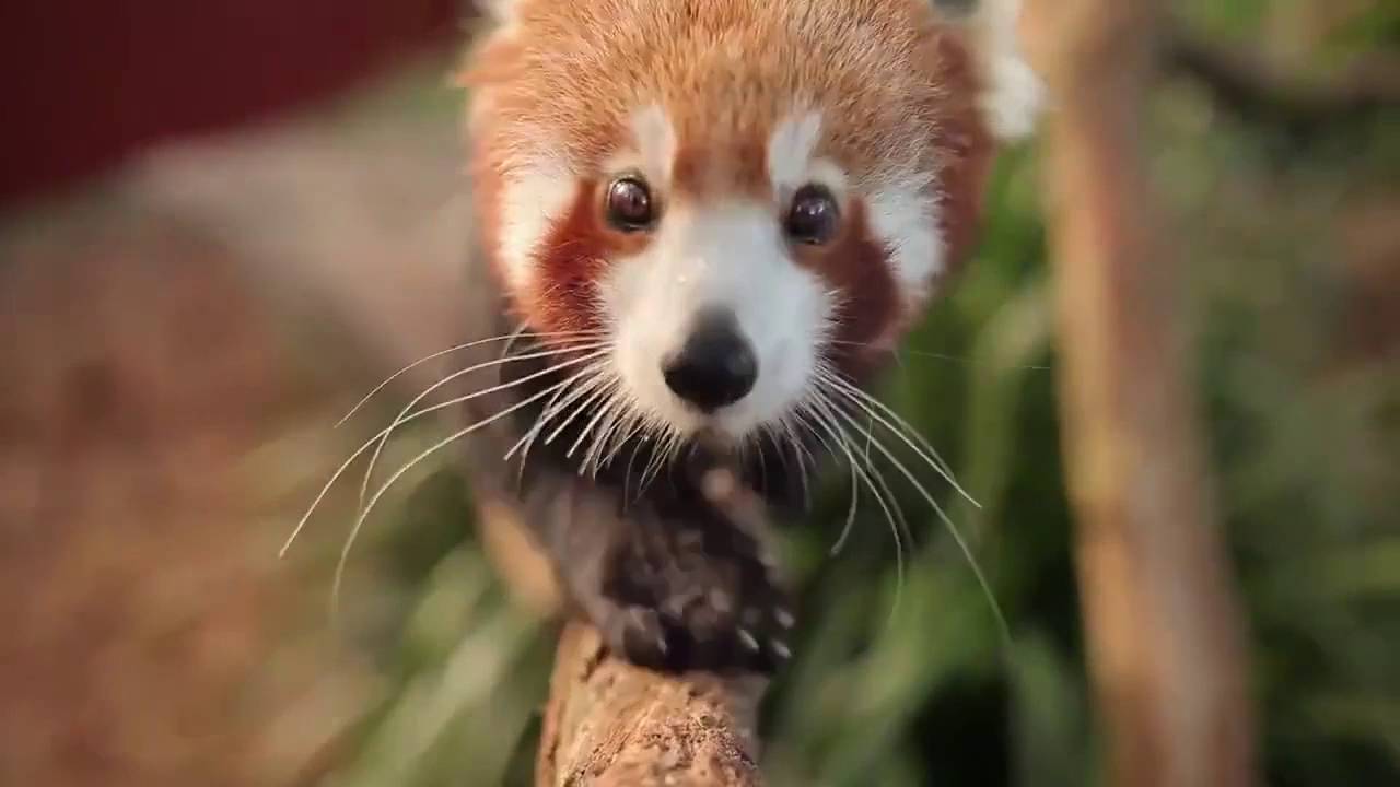 Rode panda kijkt in de camera van de fotograaf