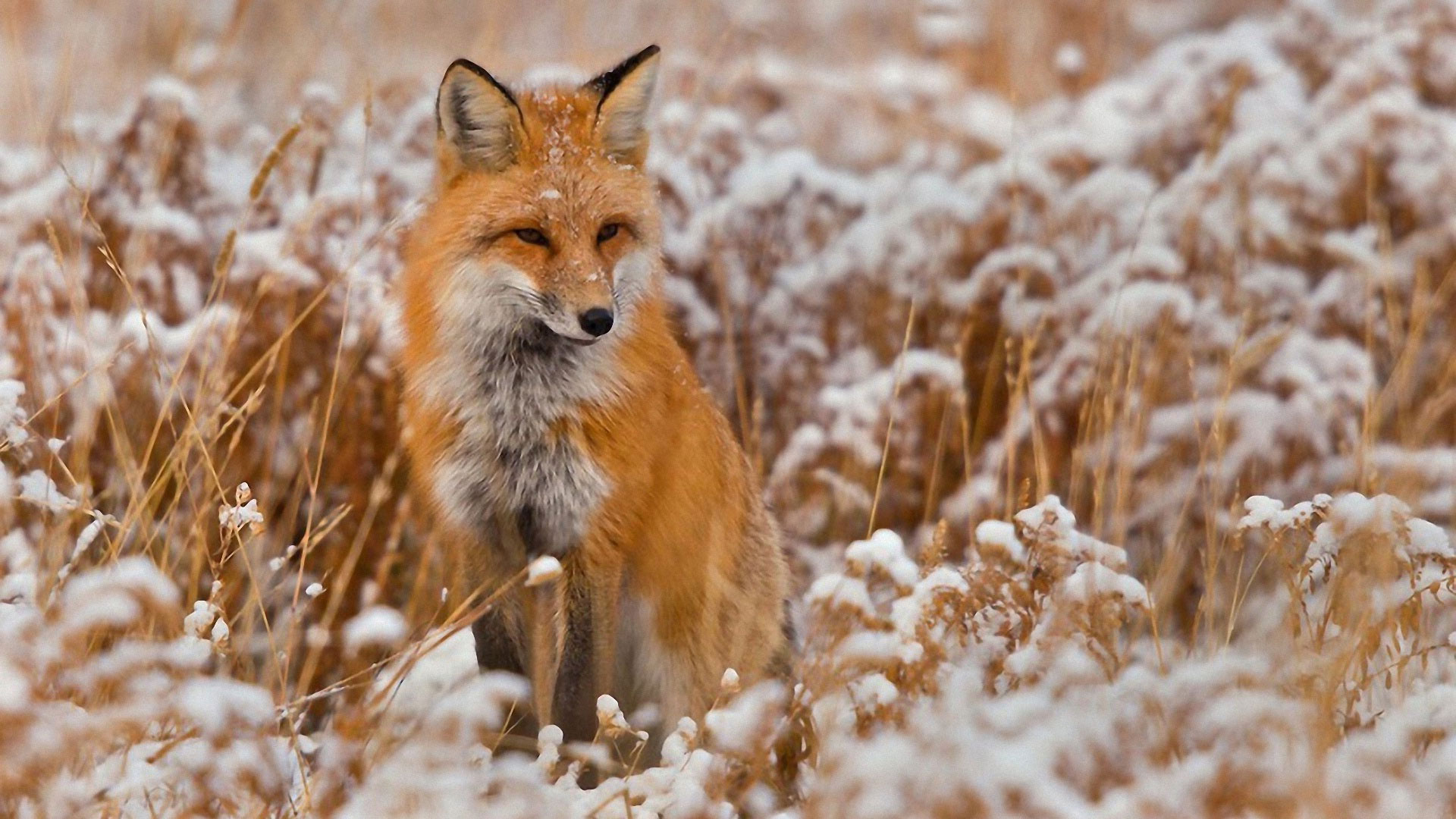 Fox a filin a cikin hunturu