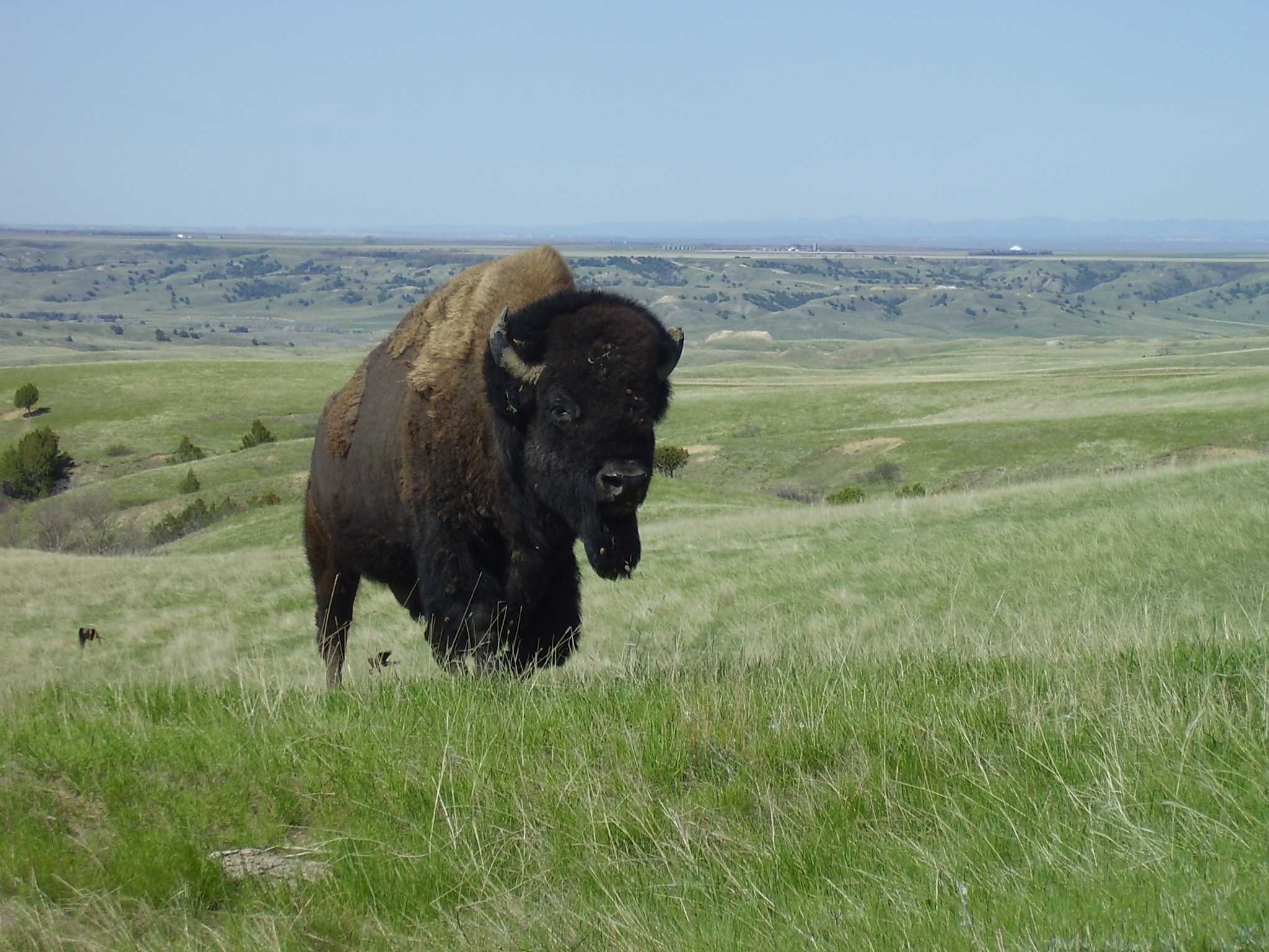 Steppe bison