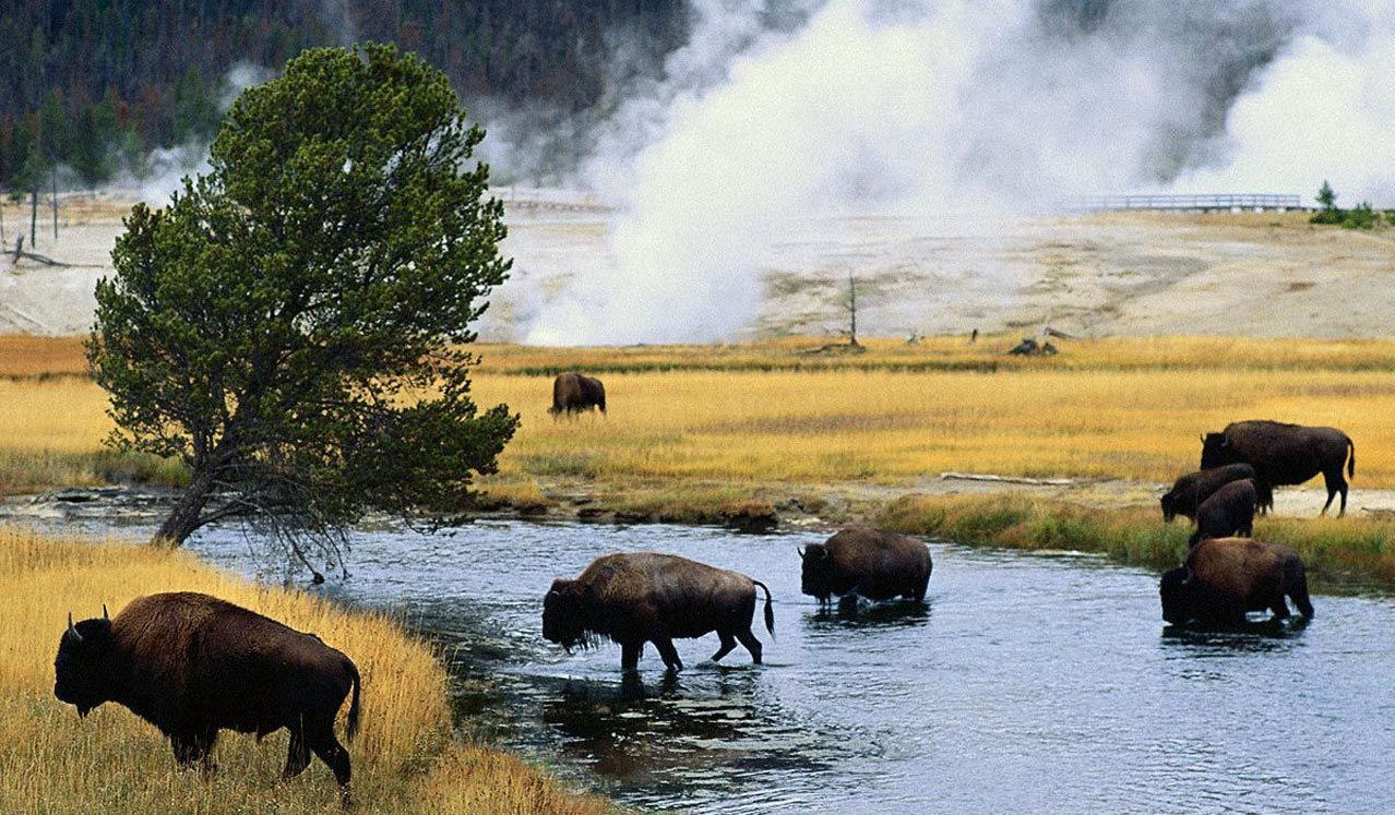 Bison cross the river
