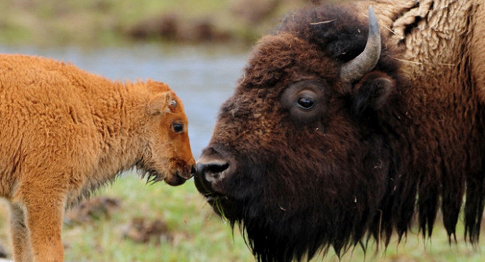Baby bisonte
