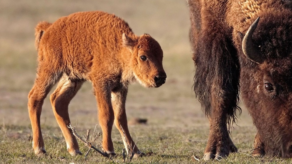 Baby bisonte