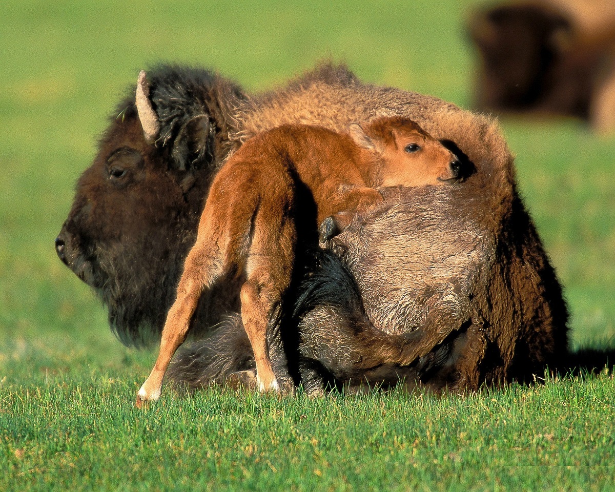 Nežnost bizona