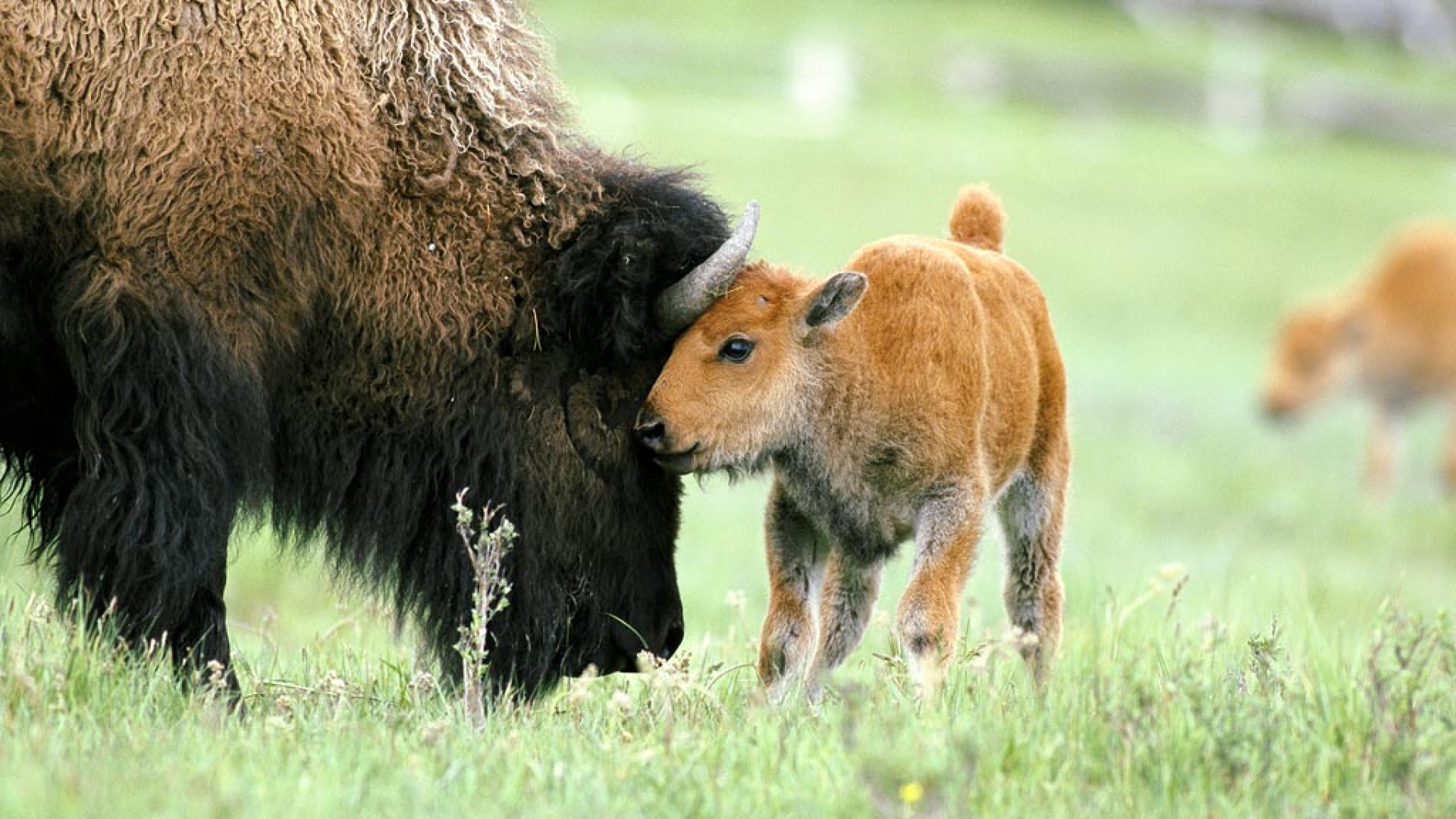 Bison care