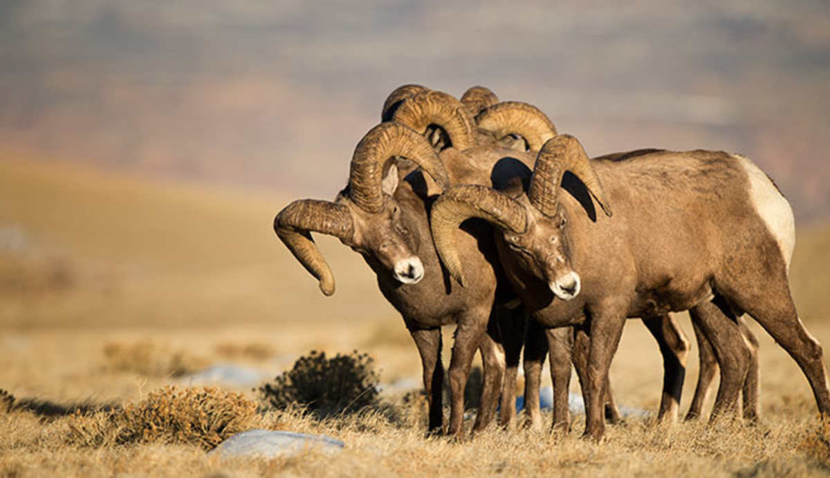 A group of bighorn males in Rocky Mountain National Park (USA)
