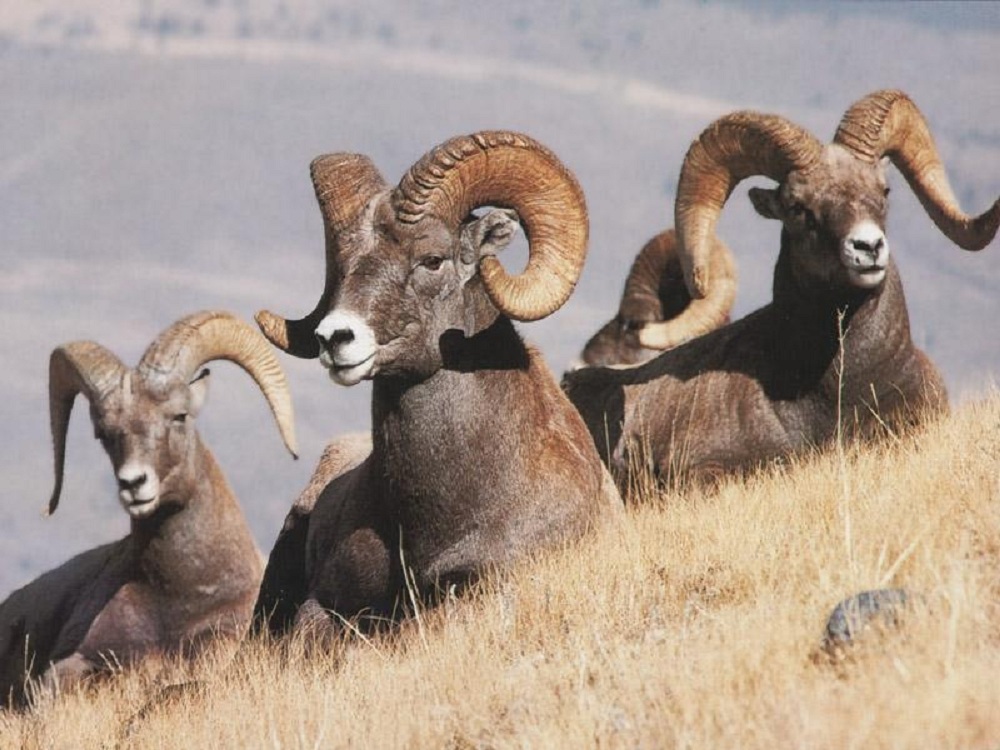 Group of males of a bighorn (snow sheep)