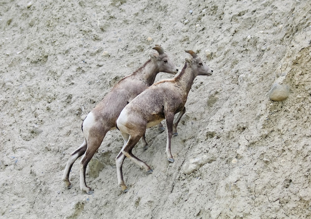 Fatorny θηλυκά ανεβαίνουν σε μια απότομη πλαγιά στο Rocky Mountain National Park (ΗΠΑ)
