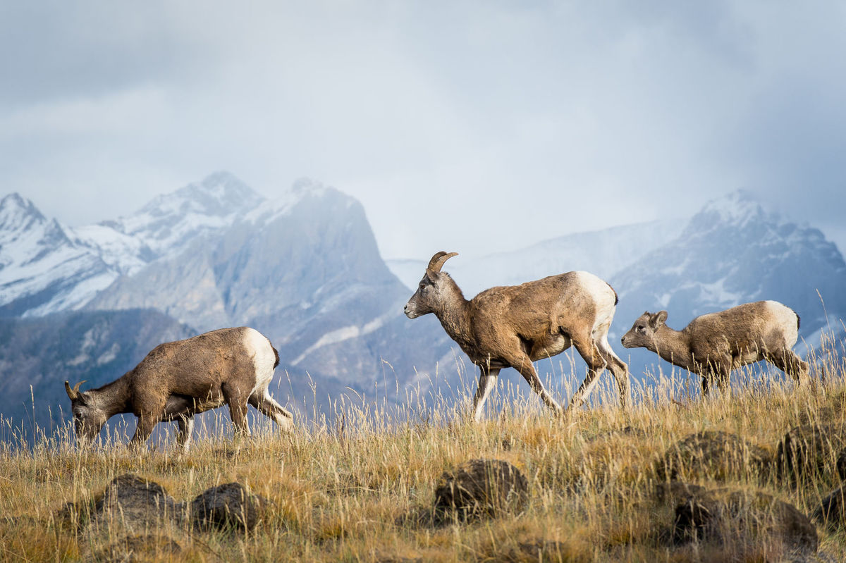 Hunner av hornbills med et lam i fjellet