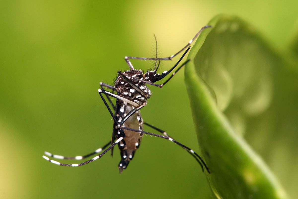 Komar jest komarem o żółtej pokrywie
