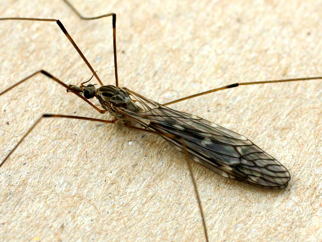 Tipo de mosquitos Limonia nubeculosa