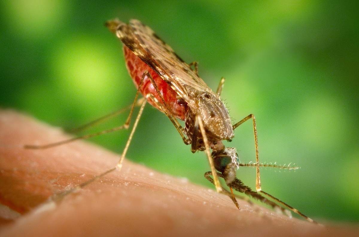 Mosquito wypełnia brzuch ludzką krwią