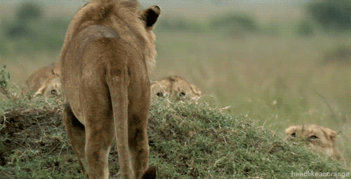 GIF картинка: левиці проти лева