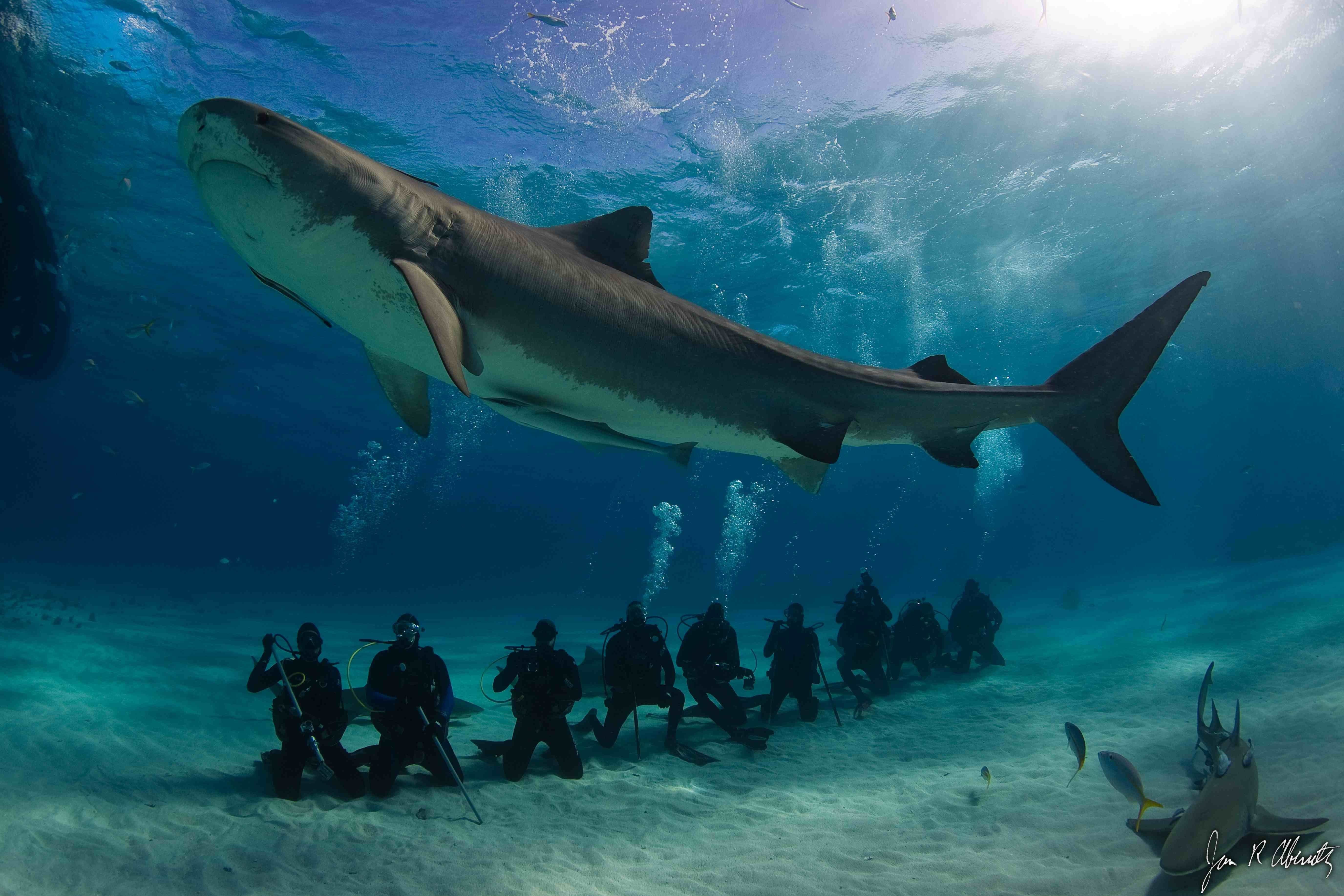 Žralok tygří dlouhý 7 metrů