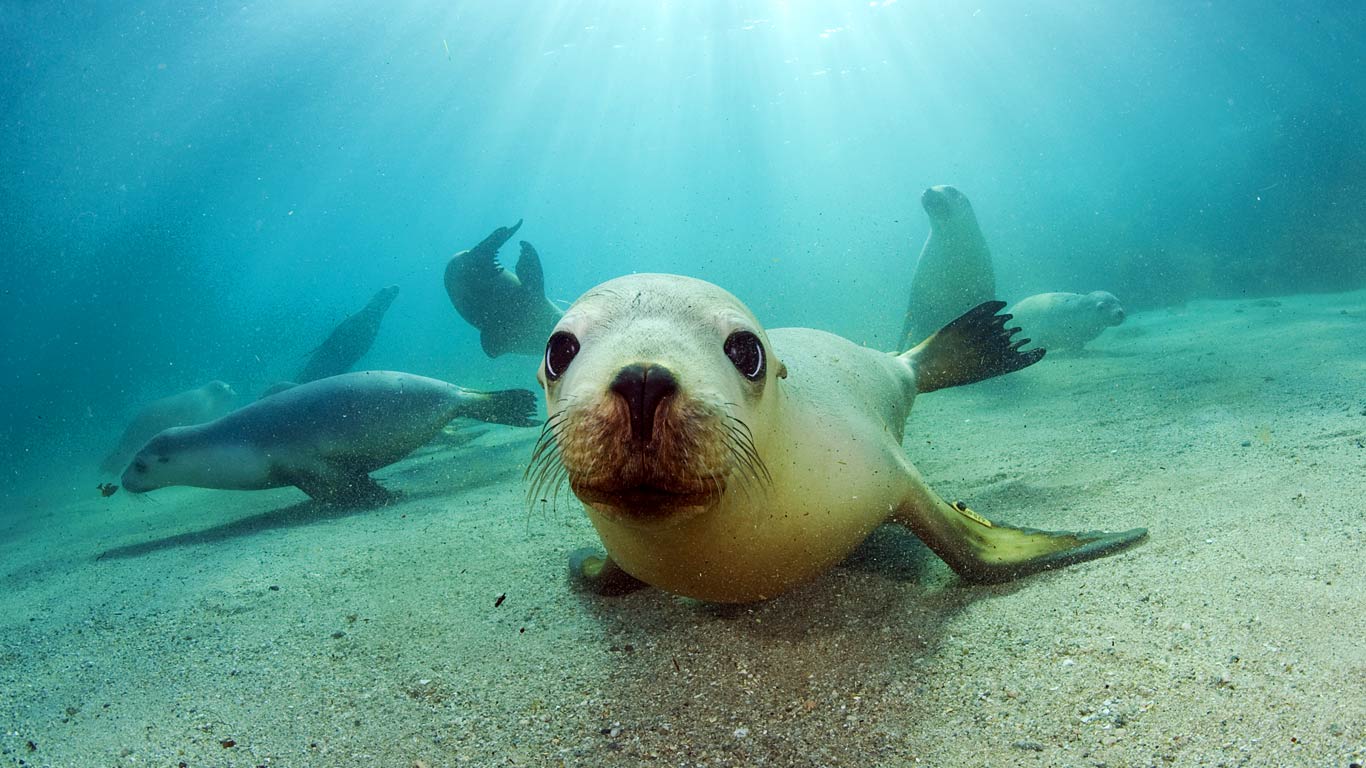 Sea lions under water