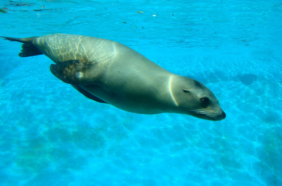 Photo: sea lion under water