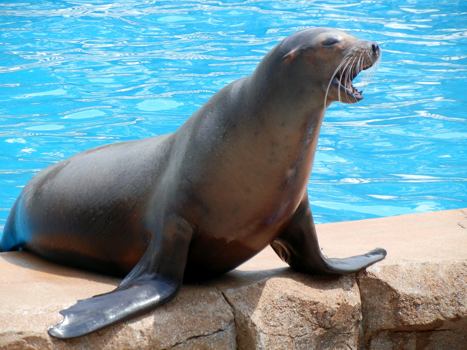 Sea lion at the zoo