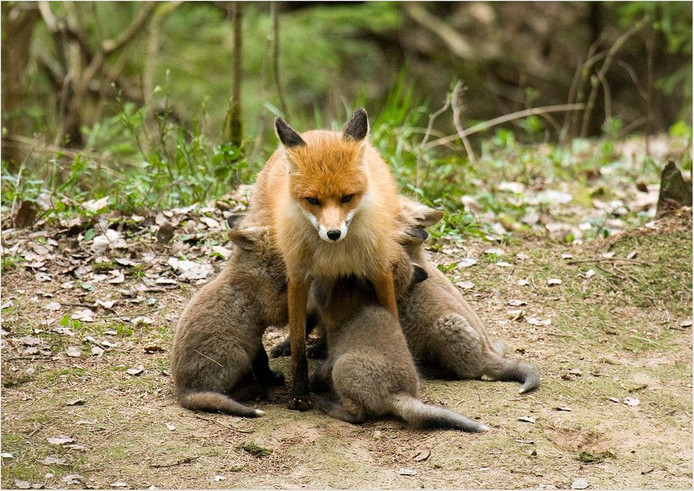Fox feeds foxes