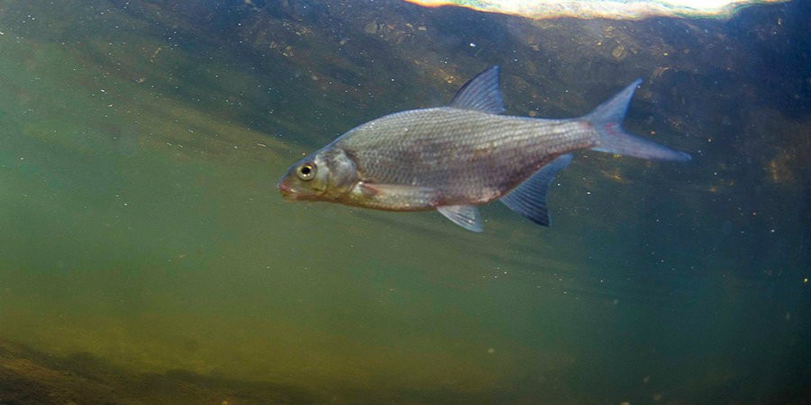 Bream near the surface of the water