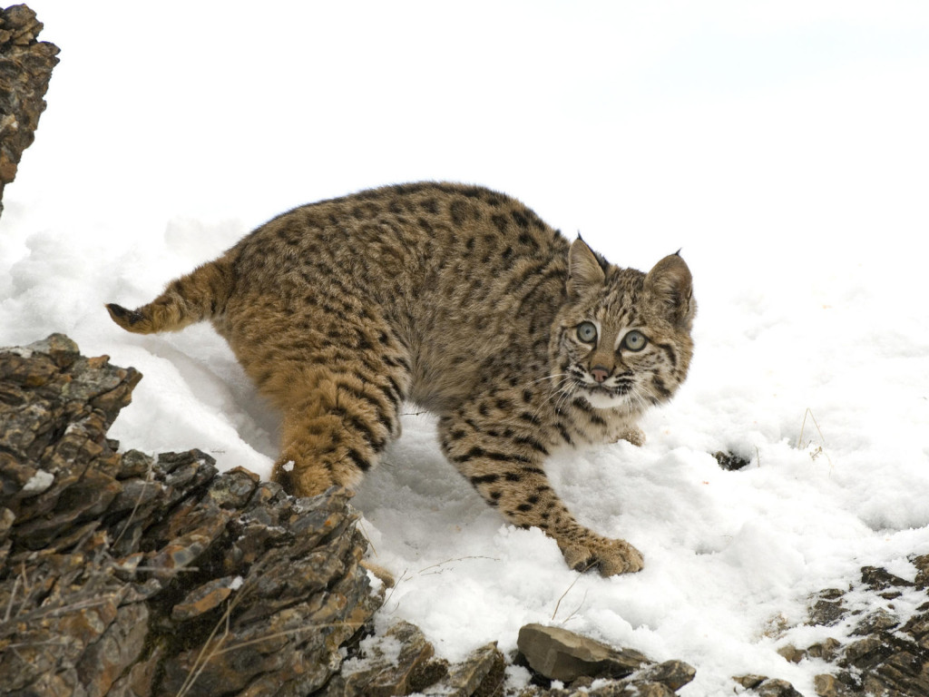 Lynx foto in die winter