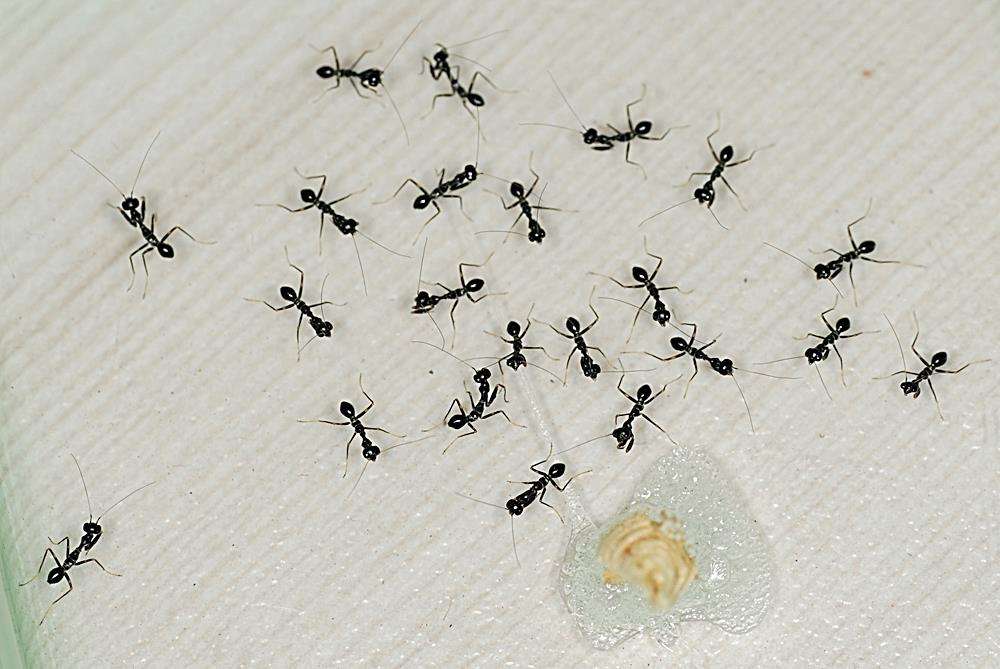 As larvas da formiga são muito semelhantes à formiga