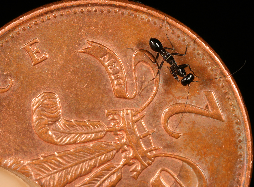 Larva saka semut ant