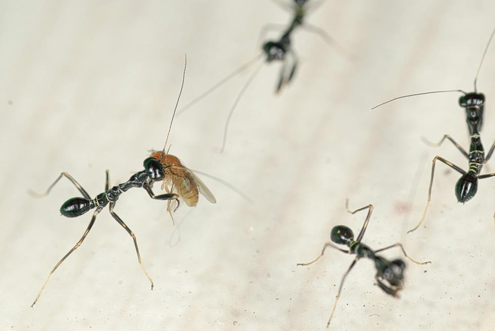Les larves de la mantis de les formigues, una amb mosques de fruites sense vol