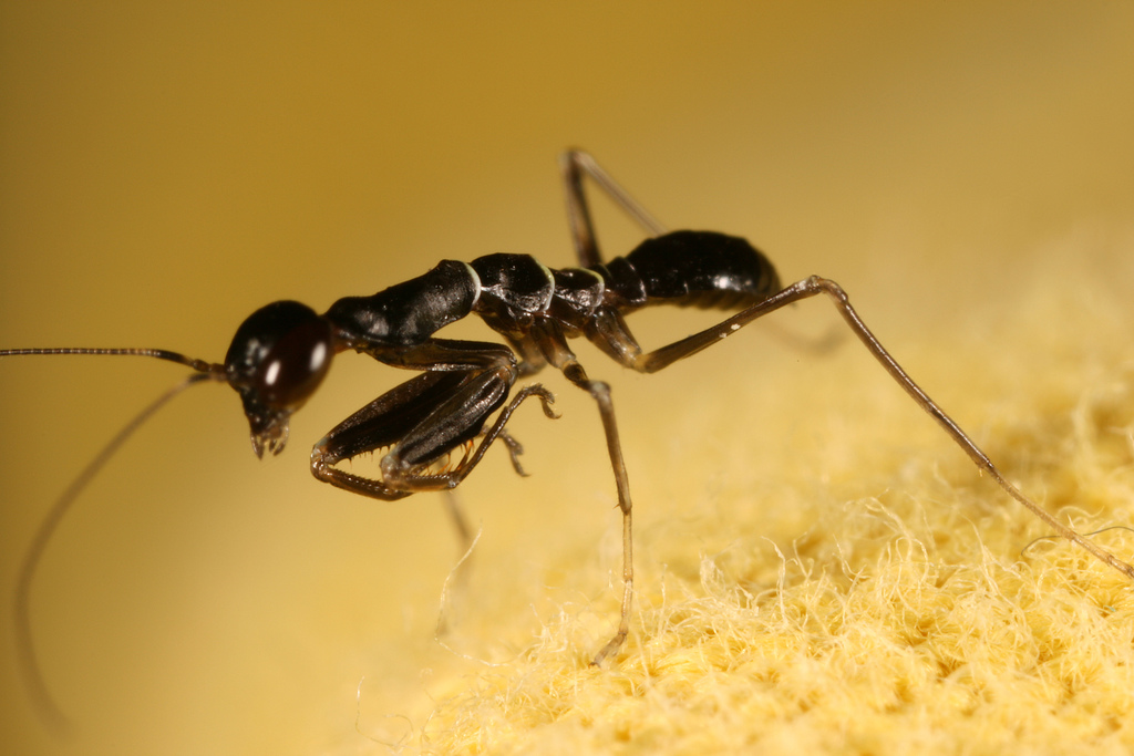 Mažas skruzdėlės