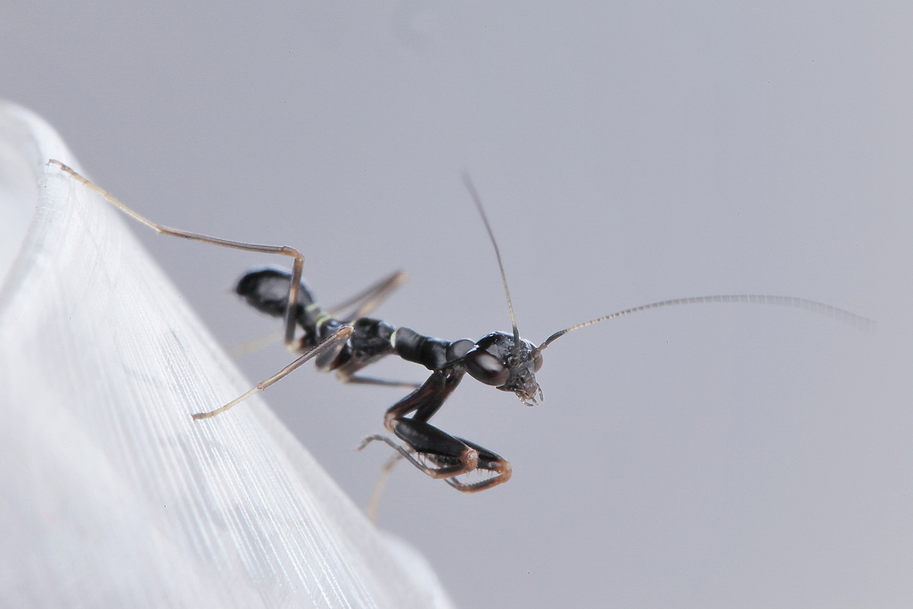 Larva mravenca mravca