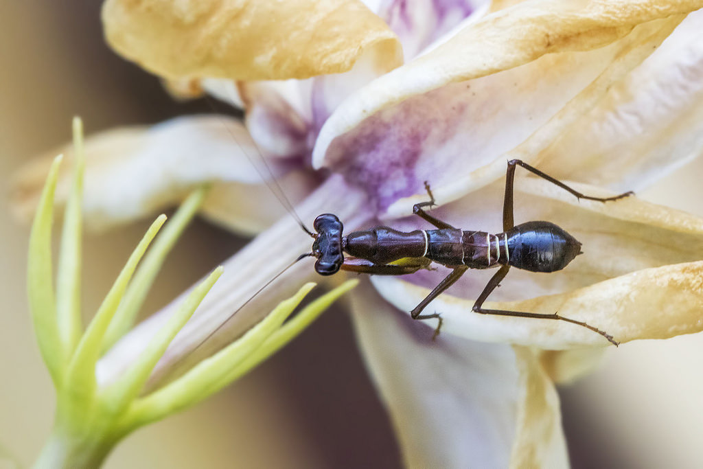 Ant mantis এর Larva