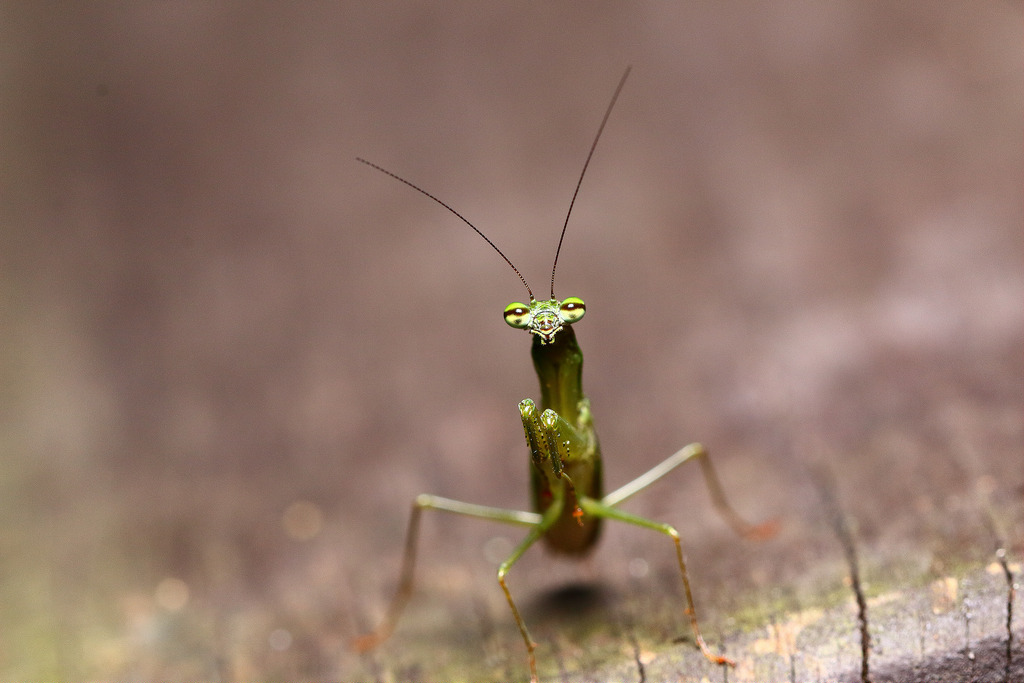 Mantis Ant