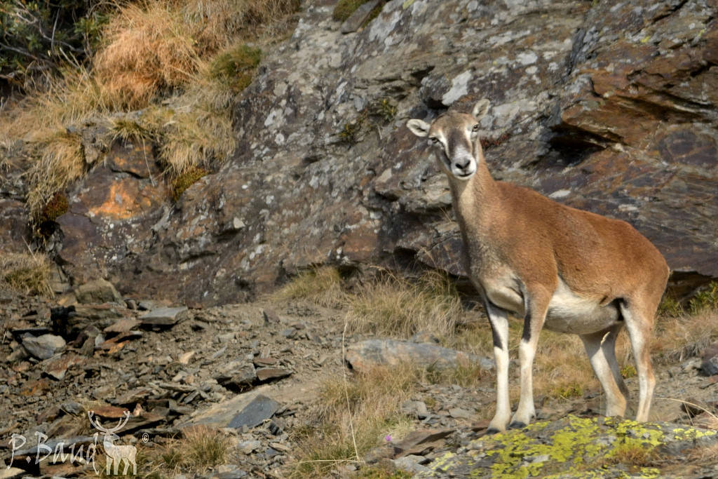 Female mouflon in the wild