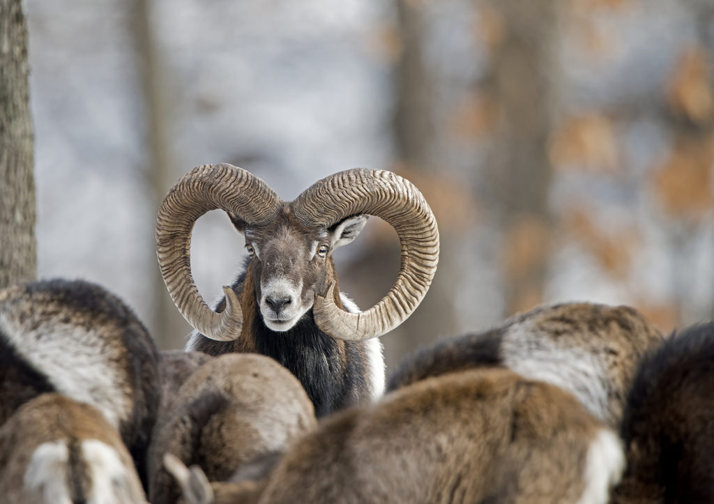 Mouflon mâle levant la tête au-dessus du troupeau