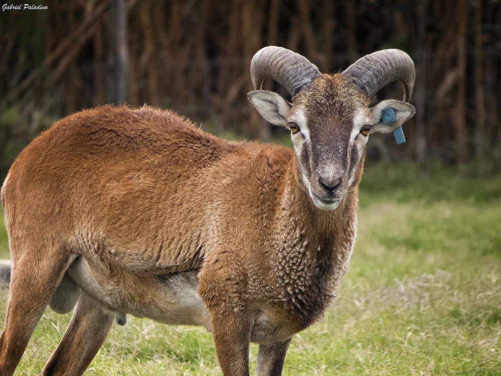 Young mouflon na may radio transmitter sa tainga