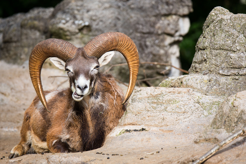 Mouflon hvílir á steinum