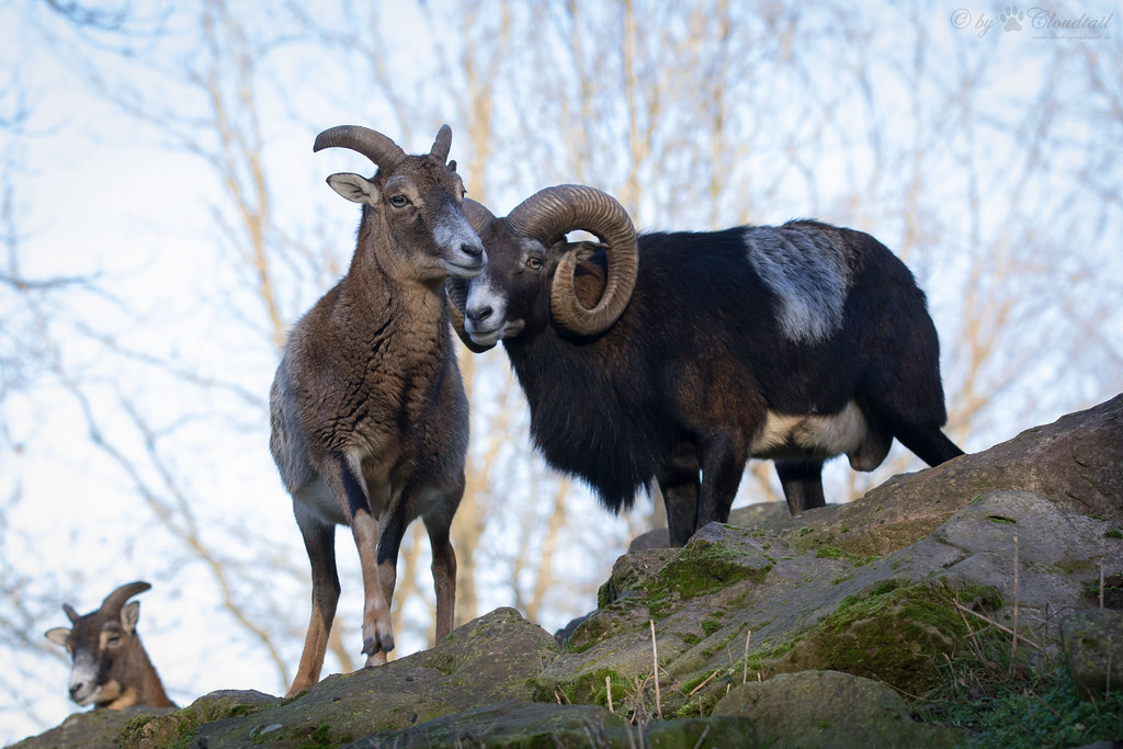 Mouflon-familie: het vrouwtje aan de linkerkant en het mannetje aan de rechterkant