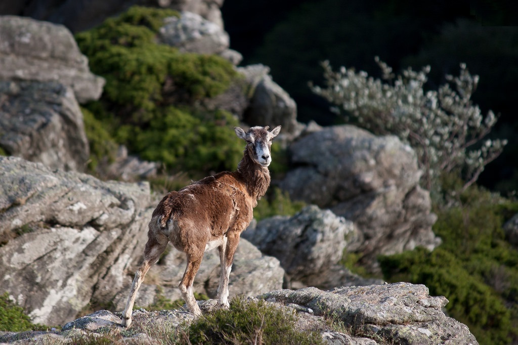 Mouflon ตัวเมียในธรรมชาติไซปรัส