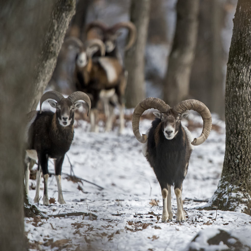 Stádo mužských muflonů v zimním lese