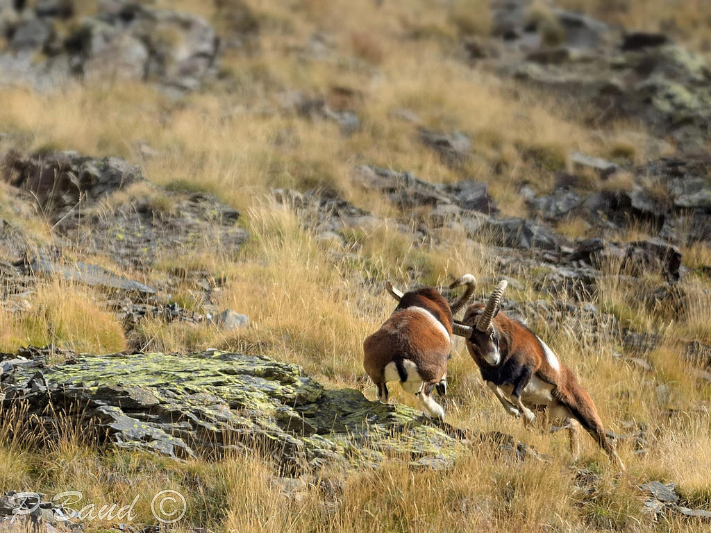 Fight male mouflon