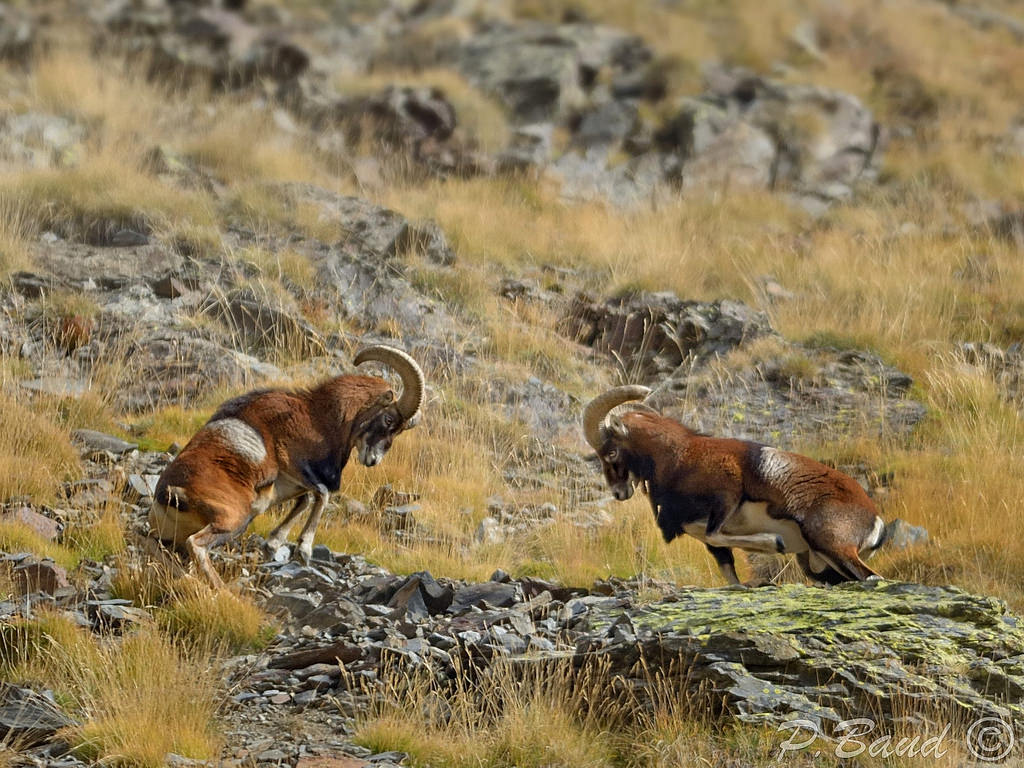 Καταπολέμηση αρσενικών mouflon