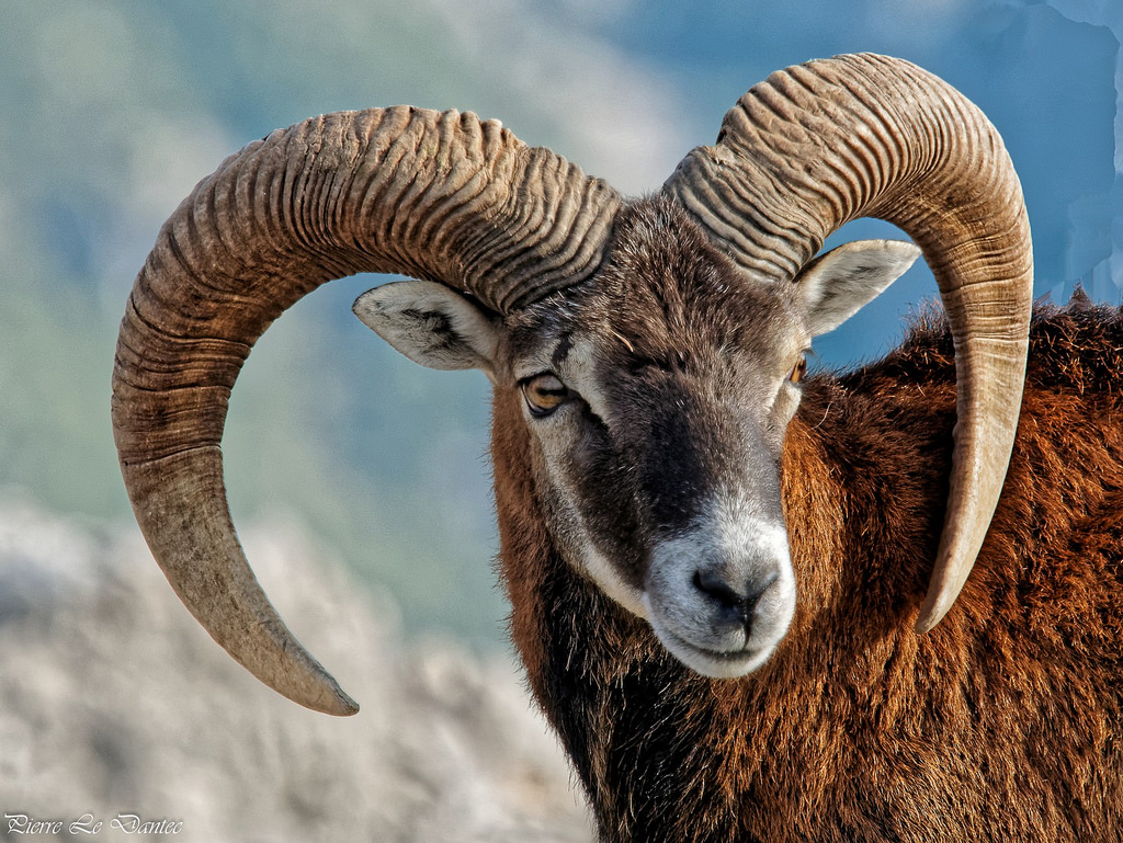 Mouflon hode: nærbilde foto