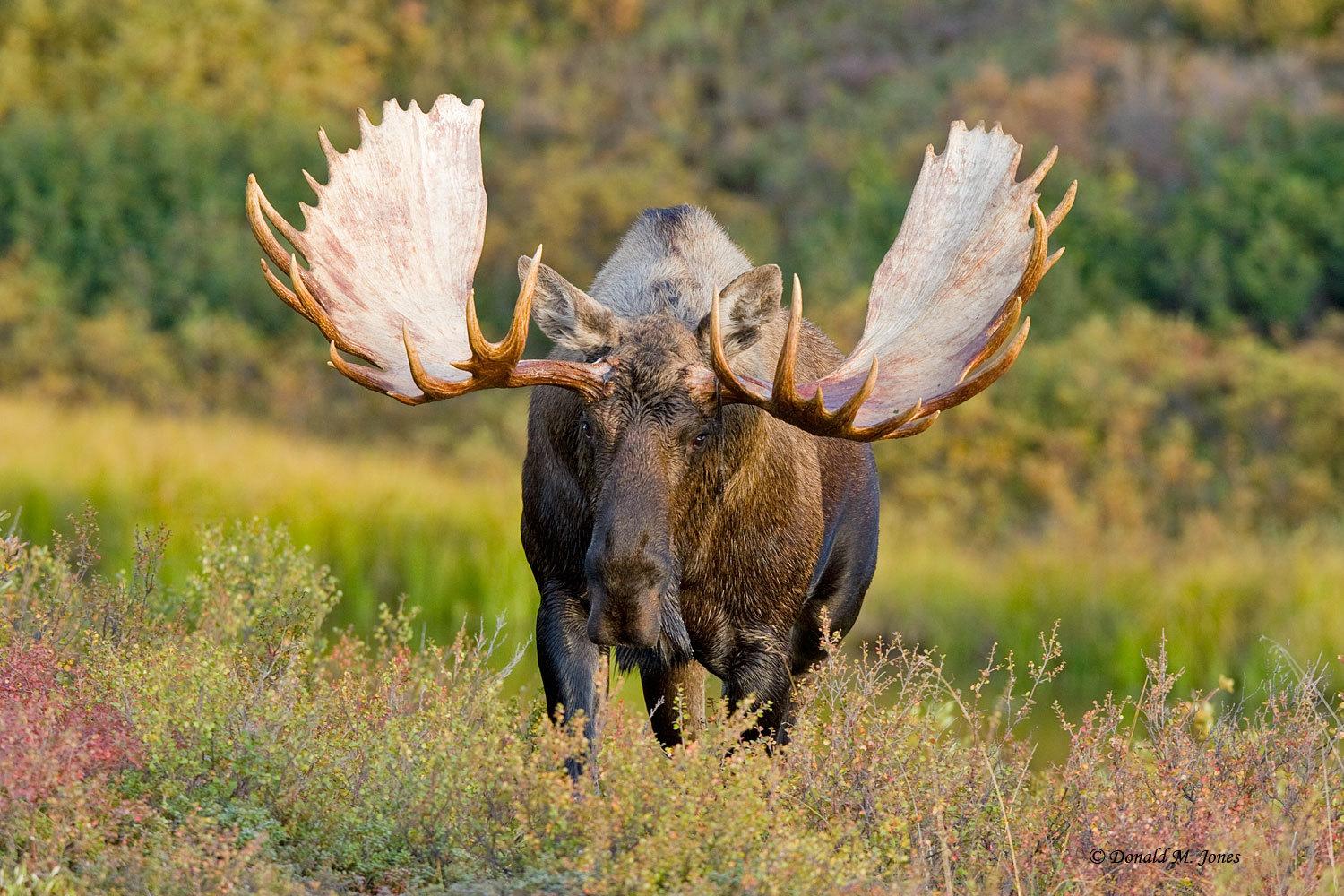 Elk with big horns